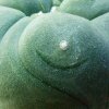 Lophophora _diffusa_ 06